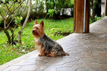 Pet-friendly