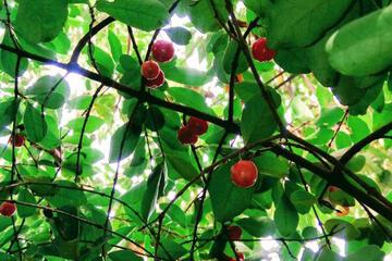Photo 44