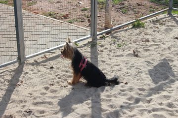 Pet-friendly amenities