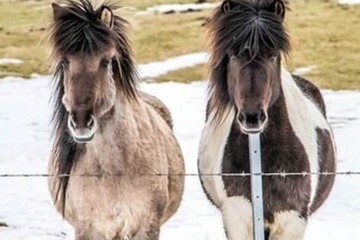Horseback riding