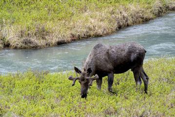 Game viewing