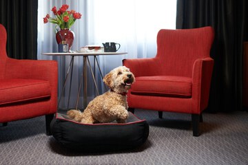 Pet-friendly