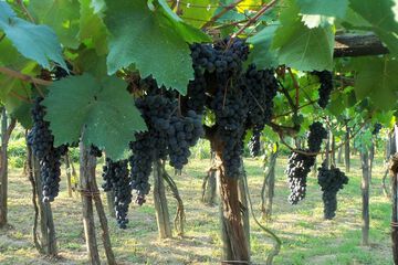Vineyard