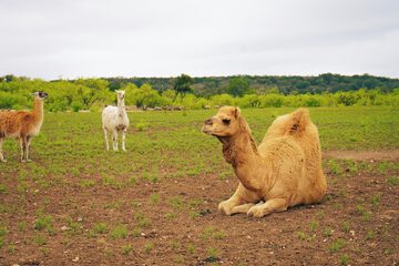 Safari