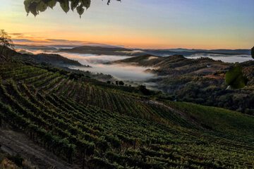 Vineyard