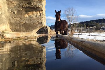 Horseback riding