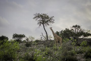 Safari