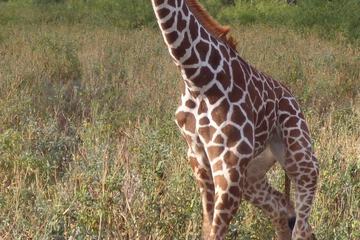 Game viewing