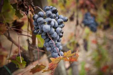 Winery