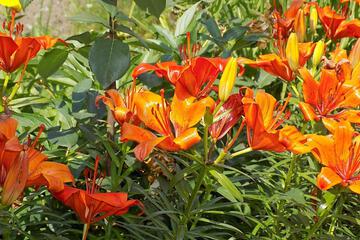Photo 64