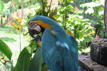 Game viewing