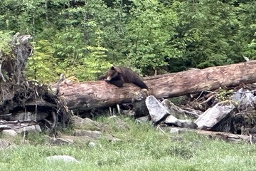 Game viewing
