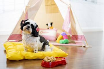 Pet-friendly amenities
