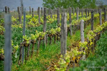 Winery