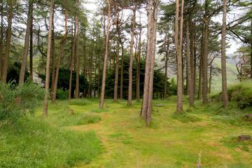 Photo 46