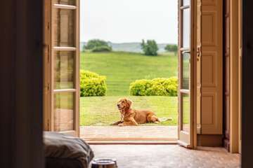 Pet-friendly