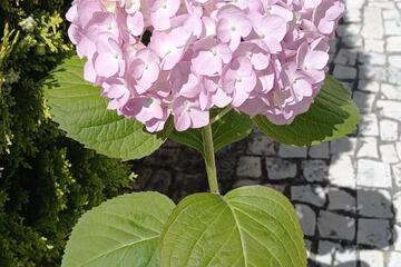 Photo 36
