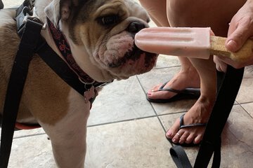 Pet-friendly amenities