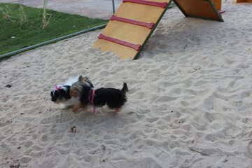Pet-friendly amenities