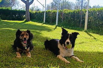 Pet-friendly