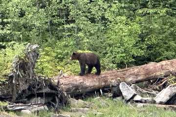 Game viewing