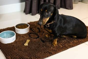 Pet-friendly amenities