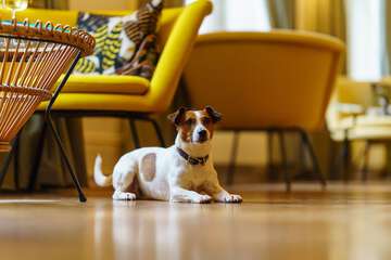 Pet-friendly