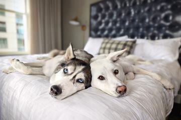 Pet-friendly amenities