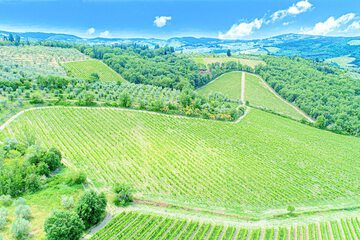 Vineyard view