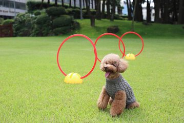 Pet-friendly amenities