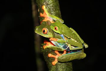 Ecotours