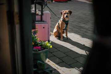 Pet-friendly