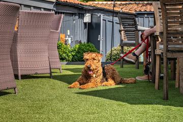Pet-friendly