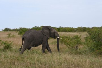 Game drive