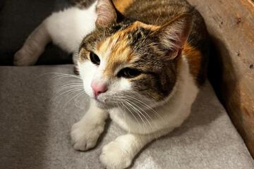 Photo 49