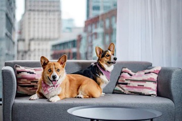 Pet-friendly