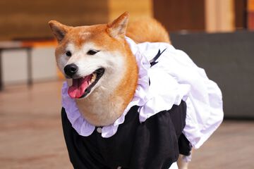 Pet-friendly