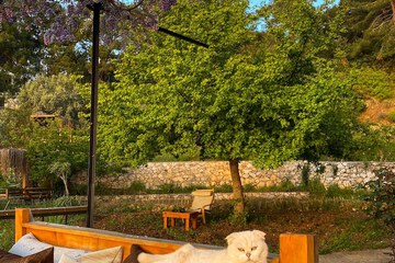 Pet-friendly