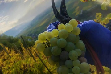 Vineyard
