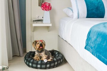 Pet-friendly