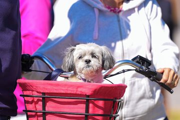 Pet-friendly