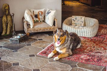 Pet-friendly