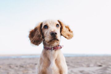 Pet-friendly
