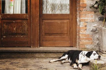 Pet-friendly