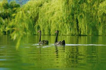 Lake