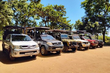 Safari