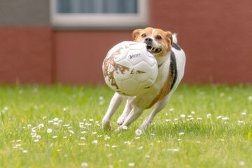 Pet-friendly