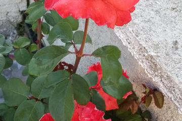 Photo 51