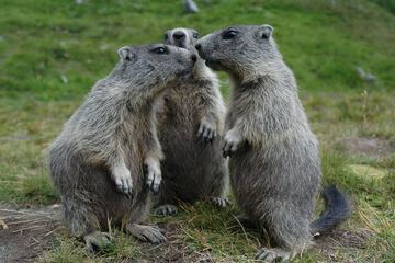 Game viewing