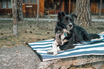 Pet-friendly